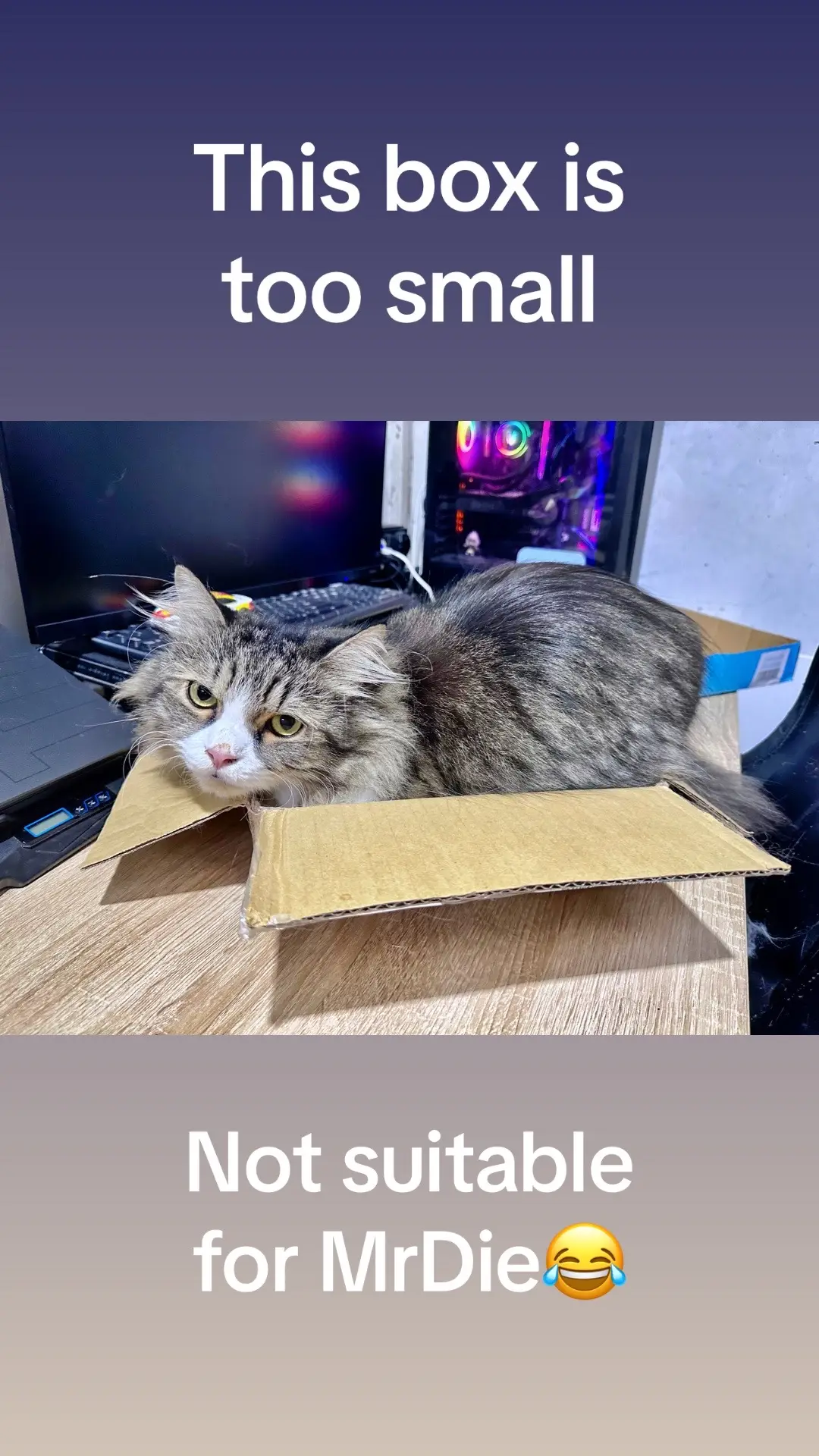 MrDie like the box, but…. #貓#貓咪c#catc#catloversk#kucingtiktokk#kucingkuk#kucingviralk#kucingkusayangc#cutecat萌#萌宠#猫#猫可愛いね#ねこf#funnycatsc#catfunnymomentsh#happycathappylifef#fyppet 