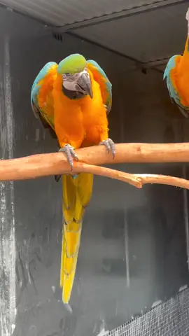 Blue and gold macaw pair feeding 😍 #blueandgoldmacaw #EM_Aviary #Alhamdulillah #skp #birdslover #parrots #skp #parrotslover #fqd 