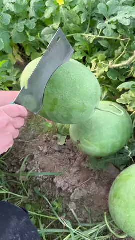 OMG 🍉😱 !! Watermelon 🍇🍉🍏🍋🍓🍑 #asmr #usa #fyp #fypシ #Watermelon #fruit #foryou
