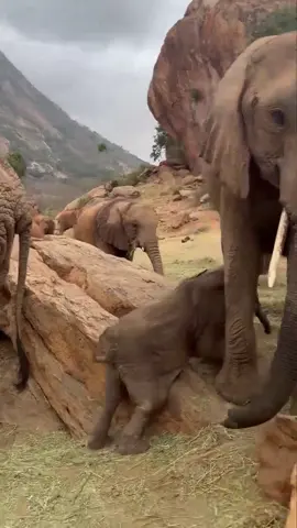 From belly to bottom, Yebo is treating himself to a full body scratch. This tiny baby is our first ‘Ithumba great grandbaby’. His mother is Yetu, the firstborn daughter of Yatta, an orphan we rescued, raised & returned to the wild. Unlike Yatta who was raised by humans, Yetu has only ever known a wild life and her son Yebo will enjoy this same wild upbringing. We rescued Yatta in 1999, after she’d been orphaned due to poaching! She went in to become the matriarch of our Ithumba Unit, and since going wild has been a mum three times over. Her story reminds us that in saving one life, we can support future generations. Read more about Yatta, & her family at remarkable sheldrickwildlifetrust.org/orphans/yatta  #elephant #animals #nature #wildlife #animalrescue #kenya #sheldrickwildlife #babyelephant #sheldrickwildlifetrust #hope #family #elephants #scratch 