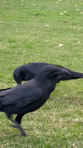 Ravens eating apples #australianraven #fyp #birdsvideo 