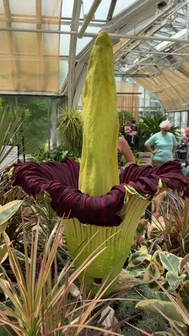 We stopped by @FP_Conservatory in time to catch this rare bloom! 🌸  As of yesterday, this corpse flower was still standing— but beginning to fall. These blooms only last 1-2 days! ⏳ Stop by our Nature’s Superheroes exhibit to learn more about this smelly plant— before it leaves September 4! ✨ #columbusohio #museumsoftiktok #corpseflower #ohiocheck #sciencetok #cosisciencecenter #stemmajor #