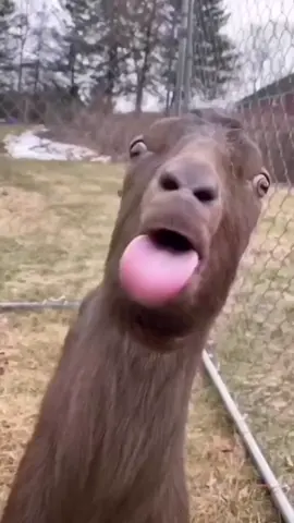 😂#animals #goat #funnyvideos #kanwalzulqarnain #zulkarnainsikander 