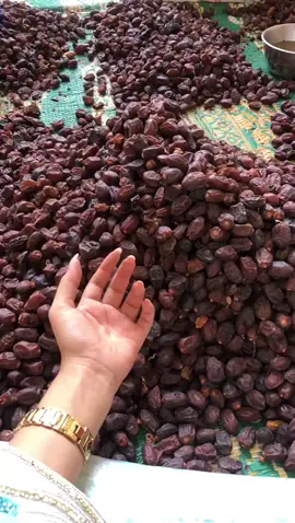 من ضمن فعاليات #القيظ في #جعلان_سلطنة_عمان_شرقية موسم تنجية السح والي يشارك فيه أغلب أفراد الأسرة طوال فترة الصيف.. #اكسبلور #الرسائل#سفر_الكلمات #السعادة#الاكتفاء #الصيف_في_جعلان 
