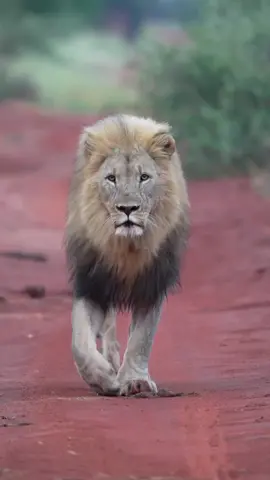 جودة خلفية # 4K LIVE WALLPAPER 4k  #reyleon #lionkingchallenge#zakry 