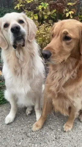 Golden Time 🐶🧡                   #capcut #goldenretriever #dogsoftiktok #BestFriends 
