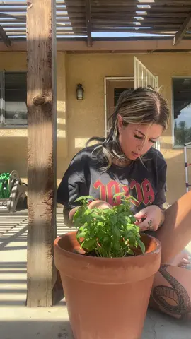 Its been making me so happy to have my own herbs growing in my backyard. So far basil is the one that has done the best.  Recently i discovered that adding basil to your tea has so many health and beauty benefits. Its a natural detoxification, helps protect oral health, reduces stress levels, can alleviate anxiety and has anti-inflammatory and antioxidant properties. Its also extremely beneficial for your hair and skin.  I also started adding a small amount of coconut oil to my tea for added bone health benefits as well as an aid for fat burning and appetite suppressing.  Above all it just makes me feel good to be able to use something ive grown to help me grow in good health. <3 