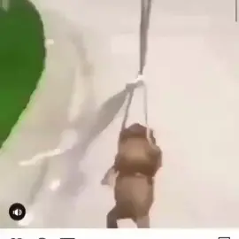 #frog #pokemon #balloon #meme #fyp 