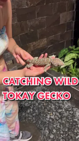 I caught so many Tokay Geckos, but this was the biggest one! #tokay #tokaygecko #tokaygeckobark #tokaygeckocall #wildtokay #geckotok #herpingtiktok #reptiletiktok #reptilelover #balitiktok 