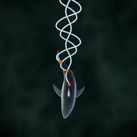 For @discovery #sharkweek, I wanted visualize some of the mathematical harmony in the movement of a shark. #shark #kinematics #oscillation #sinewave #sinusoidal #visualization