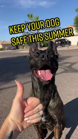 When the high this week is 118° 🥵😅 #dogsafetytips #keepdogscool #dogtips #dogsofsummer 