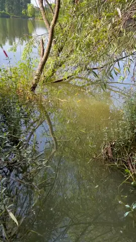 #cauca #batca #Vlog #trending #fish #fishing #fishtok #fyp #viral #xuhuong #fishinglife