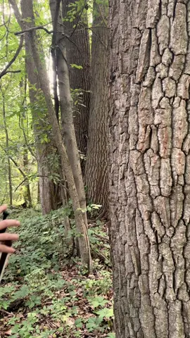 ASMR Giving A Tree A Massage #asmr 