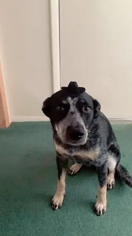#fyp #blueheeler #countrygirlsdoitbest
