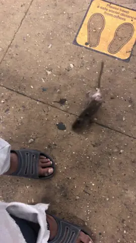 BUM & his Rat 