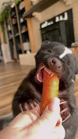BREAKING NEWS: “The carrot killer claims another victim”  —- #veggies #skunk #wildlife #asmr #sanctuary #rescue #mustilidae 