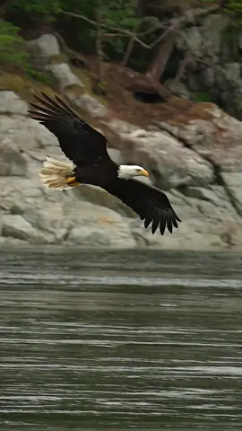 Once the feeding frenzy starts, little stops these birds from enjoying the bounty of fish brought to the surface by the upwelling tides and nothing can really prepare you for the spectacle that takes place.  It will humble you to the core. 