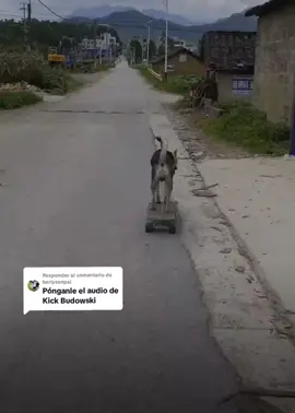 Respuesta a @herlysenpai #💖💖💖💖 #amatusmascotas #jajaaj #amalosanimaoles #viral 