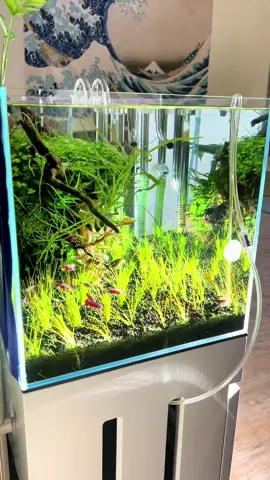 Natural light in my glass eco biome #aquascape #plantedtank #aquarium #freshwatertank #fyp #tiktok #freshwateraquarium #plantedaquarium #tropica #aquariums #oase #fishtank #aquascaping #fypシ #ultumnaturesystems 