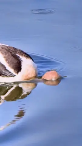 # These birds catch fish in the water to eat. # It sticks its head under the water to catch fish