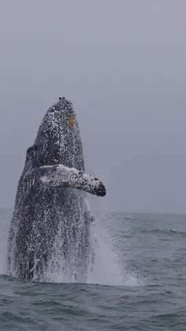 Today was filled with breaching Humpbacks on the morning trip and lunge feeding Humpbacks on the afternoon trip 🐳Book now using link in bio🎉 #whalewatching #whale #tail #humpbackwhale #breach #jump #fly #low #news #media #lunges #wildlife #montereycalifornia #coast #cali #sun #fun 