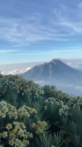 ayoo dijaga bersama kehadirannya,jangan dirusak suapaya kelak anak kita bisa melihatnya☺️🌱 . . #edelweiss #merbabu #merapi #merbabu3142mdpl #bungaabadi #pendakigunung #gunungindonesia #merbabuviasuwanting #pendaki #videoviral 