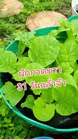 ผักกาดขาวอายุ32วัน  เพาะกล้า21 วัน ลงเข่ง11วัน  ปลูกเข่งง่าย เคลื่อนย้ายสะดวก แต่งสวนโยกย้ายได้ตามใจเรา ดีตรงนี้แหล่ะ  #เข่ง สวยๆ #จิ้มในตระกร้าเลยจ้า .เค้ามีโปริยู่นะคุ้มมาก .. . #ปลูกผักง่ายๆ #ปลูกผักบ้านๆ . #ตู้เย็นข้างบ้าน  #ที่นี่อยู่แบบเพียงพอดี #บ้านผักมีรัก #บ้านและสวน #kale #สวน #ผักปลูกดินไร้สารเคมี #สอนปลูกผัก #บ้าน  #สวนผักtiktok #ปลูกผักพื้นที่น้อย #ปลูกเองกินเอง #ปลูกผักกินเอง #ผัก #สลัด #สลัดผัก #สลัดออแกนิค #สลัดออร์แกนิค #farm #gardening #garden #farm #ผัก #ปลูก #ผักสลัด #สลัดปลอดสารพิษ #สวนผักในบ้าน #🧡 #🤣🤣🤣 #🤣 #😁 #ฝนตก #tiktok #tiktoknews #tiktoker #tiktokers 