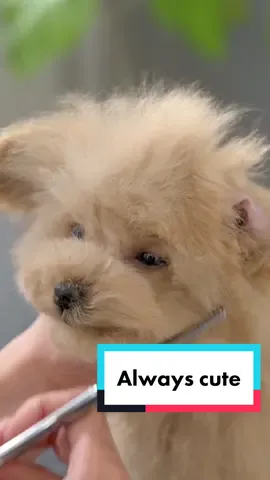 完成するまで気づかない🥹 #lovelygrooming #grooming #dog #トリミング #犬 #asmr #可愛い 