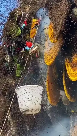Pure natural wild cliff honey, I don't know if everyone has ever eaten this type of wild honey!#honeypicking #wildhoney #outdoor #dangerousaction #ruralpeople #foryou