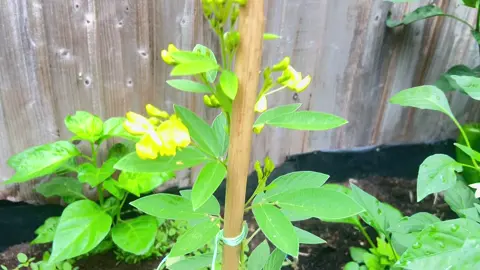 SMALLEST JAMAICA GUNGO TREE GROWING IN LONDON