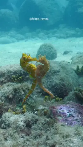 🌊🐎 Dive into the fascinating world of seahorses! Did you know these enchanting creatures are true love experts? 💕🔍 Seahorses are the ultimate matchmakers, as they pair up for life and hold each other's tails while floating through the ocean currents. 🌊✨ Tag your BFF and let's celebrate the beauty of lasting bonds, just like seahorses! 🤗👯‍♀️ #SeahorseLove #BFFsForLife #UnderwaterRomance   