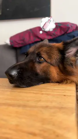 I noticed everyone sharing those adorable Barbie recipes, and I couldn't resist trying one myself. Guess what? Apollo loved it too! #barbie #dogsoftiktok #fyp 