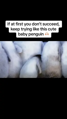 If at first you don't succeed, keep trying like this cute baby penguin 🫶🏼 #fyp #cute #penguin #animals #succeed #trying 