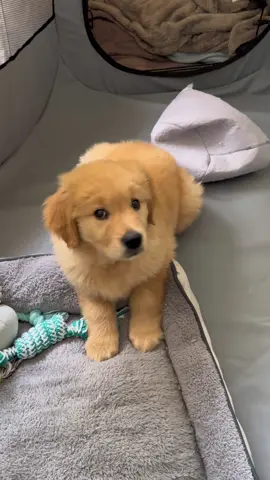 I don’t like these puppy hiccups ☹️ #goldenretriever #goldenretrieverpuppy#goldenretrievers #goldenpuppy #goldenretrievergoldcoast#dogsoftiktok #goldensoftiktok#goldenhour #retrieveroftheday #puppiesoftiktok #dogtok #pettok #PetsOfTikTok #goldenretrieversaustralia #puppy #golden #dog #Love#puppylove #tiktok #fyp #foryoupage #viral #trending 