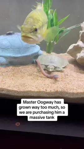 Is he going to like it? #river #aquarium #bassfishing #frog #turtle #fishtok #aquariumfish #pond #frogtiktoks 