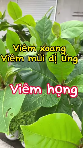 lá bàng cho những ai viêm họng, viêm xoang viêm mũi dị ứng #songkhoe247 #LearnOnTikTok #thaoduoc #viemhong #viemxoang #viemmuidiung #meohaychiase #suckhoe #xuhuong #dieulinh #caythuocquanhta 