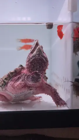 baby hypo aligator snapping turtle  #turtles #turtle #kurakura #aligatorsnappingturtle #snappingturtle #commonsnappingturtle #ikankometindonesia #kurakuraindonesia #babysnappingturtle #ikanmolly #ikanplaty 