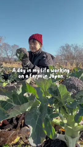 You can do this by signing up for annual memberships on Workaway or WWOOF websites to look for farms hosts all over the world! There are other similar platforms like Worldpackers too. Work to contribute on local organic farms in exchange for free food and accomodation~🥦  Missing the peaceful 18 days I had at Tsukuyomi Farm, located in the quiet countryside of Awa, Tokushima, Japan. 🥺  Thank you for all the love for my previous farm video!! 🥹 Many of you might be expecting more farm life content, however this is not my regular life 🥲 I was on a long career break and I decided to go on an extended travel. My actual life is in Singapore. 🇸🇬💚 Follow for more green and vegan life content!☺️ . . . . #WorkawayAdventure #japantravel #visitjapan #tokushima #farmlife #countrysidelife #sustainabletravel #veganvlogger #vegantraveller #vegantravel #workaway #wwoof #vegetablefarm #japancountryside #sgblogger #sgtraveller  