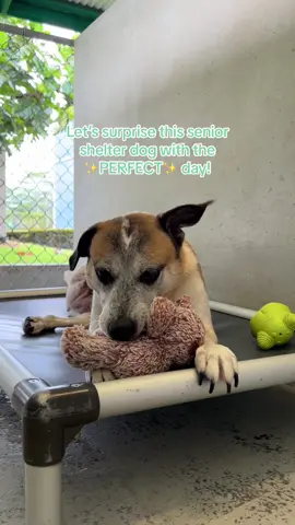 TENNIS BALL QUEEN! 🎾✨ Adopt Riley at hihs.org ❤️ #fyp #animalshelter #seniordog #seniordogsoftiktok #adoptme #shelterdog #hawaii #hawaiitiktok 