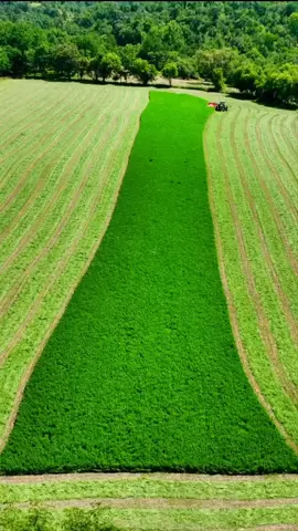 #tiktok #foryou #fyp #farm #farmlife #farmer #farmers #farmvideo #tractor #tractorlover #tractorvideos #farmfun #capcut #viralvideo #trending #short #clips #viral 