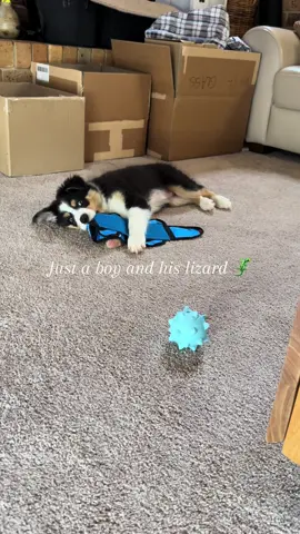 Just a boy and his lizard 🦎 @Petbarn #petbarn #dog #pup #puppy #puppylove #puppytiktok #dogtok #dogsoftiktok #doglove #puppytok #fyp #australia #foryou #dogmom #puppylife #bordercollie #bordercolliesoftiktok #doglover #bordercolliepuppy #doggo #bordercolliepup 
