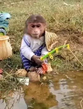 Smart monkey fishing #animals #monkeys 