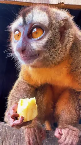 Owl monkey eating ASMR - Aoti 🐒 #monkey #monkeysoftiktok #owlmonkey #asmr #animal #animals #wow #ASMR #cute #adorable #yum #yummy #goodeats #Foodie #foodcritic #fl #florida #fyp 