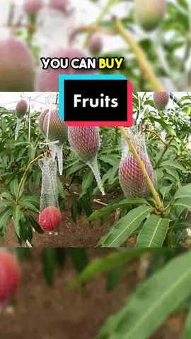 The 5 most expensives fruits in the world #top5 #expensive #fruits 