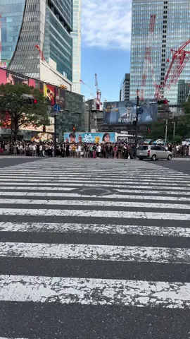 Shibuya Crossing The world's busiest pedestrian crossing. Known for the incredible 'scamble' that occurs every time the traffic lights turn red, stopping all vehicles in every direction to allow thousands of pedestrians to flood the intersection for a few moments. #shibuyacrossing #shibuyascramblesquare #shibuya #japan #tokyo #japantravel #travelphotography  #japanculture #fyp #foryoupage #viralvideo #trending 