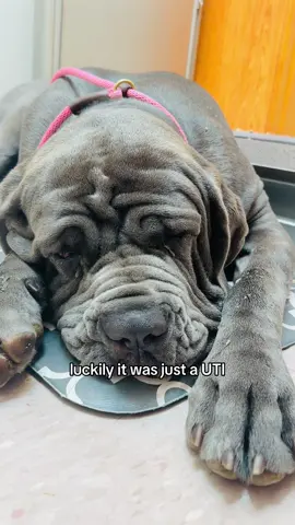 Signs & symptoms that your dog might have a UTI 🐶❤️‍🩹 Poor Callie can’t catch a break between her big eye surgery and now this ☹️ #doguti #utisymptoms #doghealth #pyometraindogs #unspayeddog #sickdog #lifewithdogs #vetvisit #dogmom #mastiffpuppy #neapolitanmastiff #neapolitanmastiffpuppy #bigdogproblems  