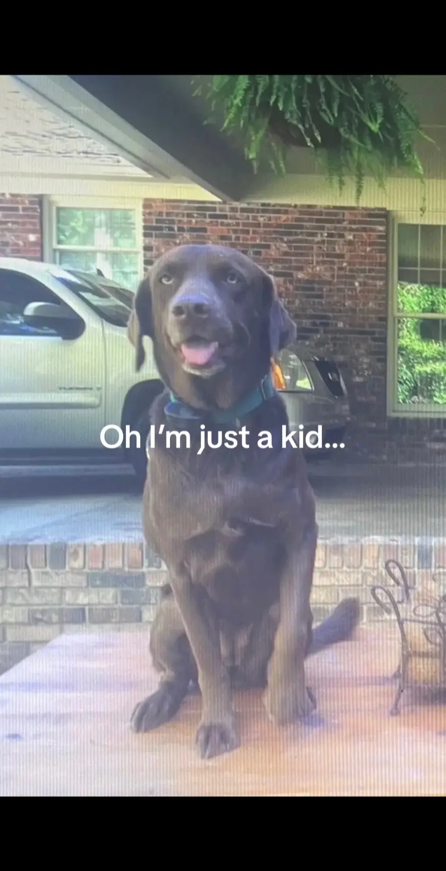 Part 2 #fyp #dog #dogsoftiktok #age #imjustakid #labrador #xyzbca #trending #fy #fypシ 