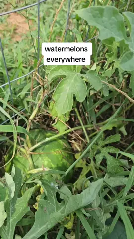 got 14 Watermelons 6 almost ready