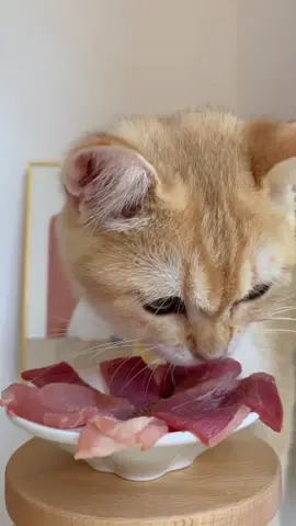 Immersive dining time #cat #catfood #cateating #cateatingsounds #catrawdiet #rawdiet #petmukbang #catmukbang #cateatingsound #eatingasmr #catlover #cateatingyolk #britishshorthair #cateatingsound #asmr 