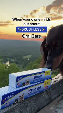 Oratene® Enzymatic Brushless Oral Care brings the power of enzymes to help keep your dog or cats’ teeth clean, breath fresh and gums healthy. 🐾 These veterinarian-approved products make caring for your pet’s oral health so easy you can bury the brush.  Each Oratene product features a natural, multi-complex enzyme system that doesn’t require brushing to keep your pet’s mouth healthy. #zymox #zymoxpets 